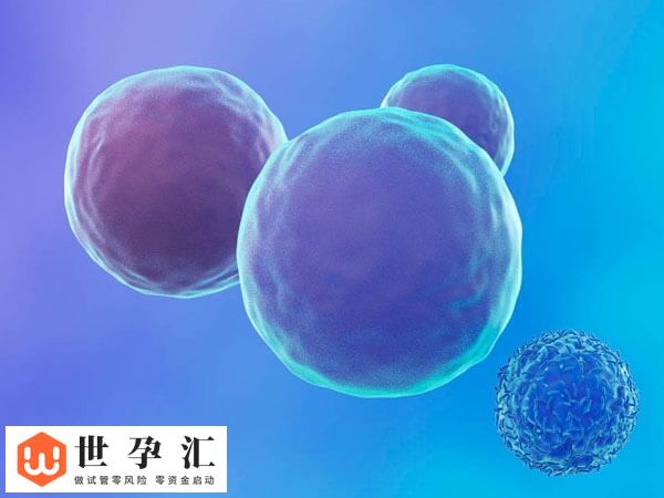 试管移植前除了调整作息和饮食可增加成功率还怎么调理？(图2)