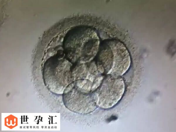 三天胚胎和五六天胚胎的等级划分标准是一样的吗？(图1)