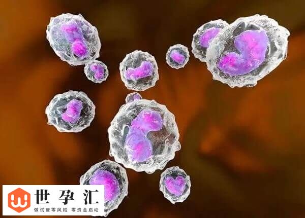 10c4胚胎是不是优质的(图1)