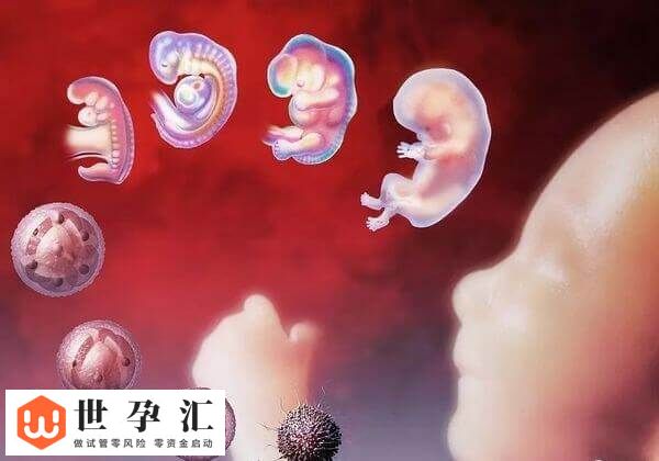 9c4胚胎有没有必要移植(图1) 9c4胚胎有没有必要移植(图1)