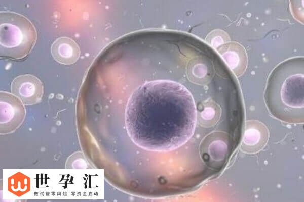 9c4胚胎有没有必要移植(图2) 9c4胚胎有没有必要移植(图2)