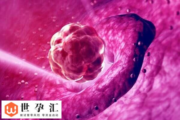 10c1胚胎的质量好不好(图1)