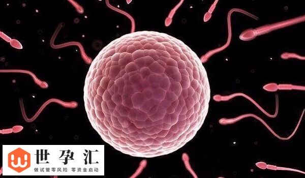 移植9细胞2级胚容不容易着床(图1) 移植9细胞2级胚容不容易着床(图1)