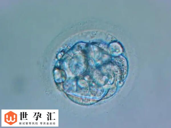 4bc和4ac哪个是最差的囊胚？移植成功率分别是多高呢？(图2)