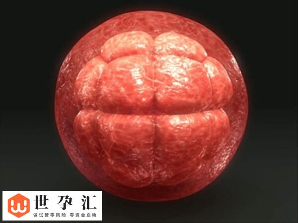 试管孩子是不是真的智商低(图3)