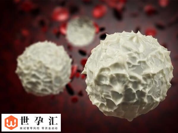 试管移植后白细胞高是什么原因
