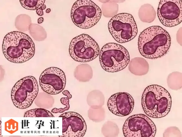 试管移植后白细胞高是什么原因(图2)