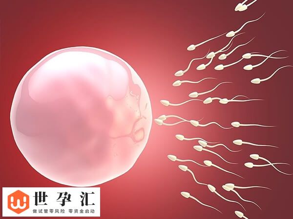 不结婚能不能做试管要个孩子(图2) 不结婚能不能做试管要个孩子(图2)